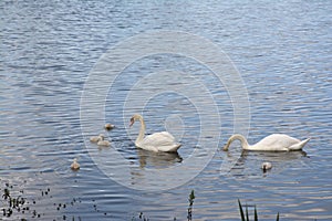 Swan family swimming in the lake