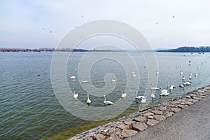 Swan family swimming in a river