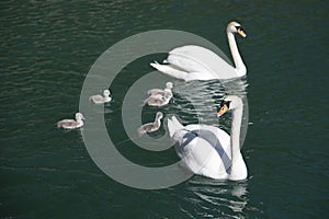 Swan family swims on lake water in tirol austria