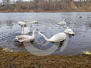 The swan family swims on the river. Many swans in one photo