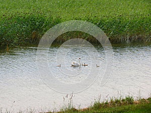 Swan family on a walk along the lake
