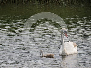 Swan family on a walk along the lake