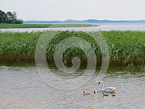 Swan family on a walk along the lake