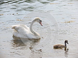 Swan family on a walk along the lake