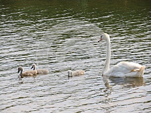 Swan family on a walk along the lake