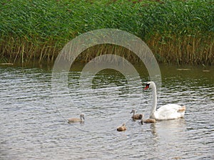 Swan family on a walk along the lake