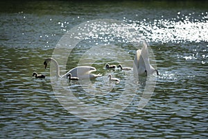 Swan family where the parents are looking for food for their babies