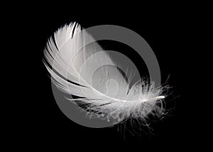 Swan feather