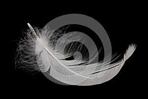 Swan feather