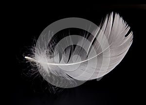 Swan feather photo