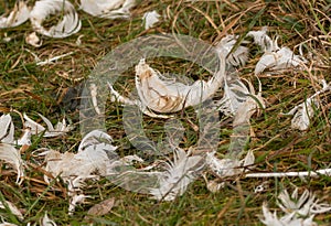 Swan feathers in grassland, from a damaged or harmed cygnet photo