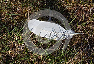 Swan feathers in the green grass