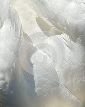 Swan feathers texture