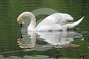 Swan feeding on a lake