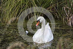 Swan feeding in the river