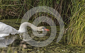 Swan feeding in the river