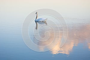 Swan at first light on a lake