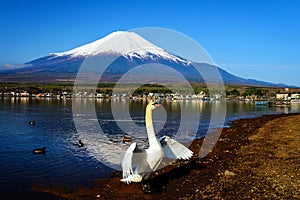 swan flap wings in yamanaka lake