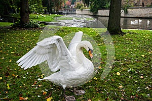 Swan Flapping its Wings