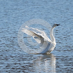 Swan Flapping its Wings