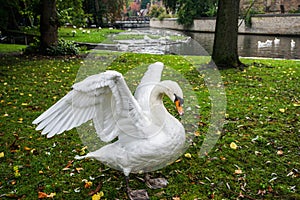 Swan Flapping its Wings photo