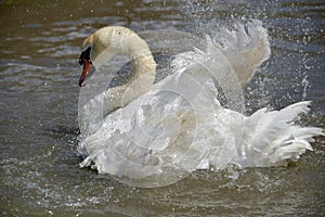 Swan flapping wings at Abbotsbury Swannery