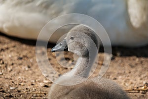 Swan fledgling sitting