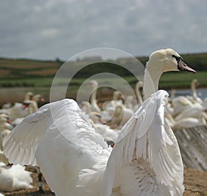 Swan flexing his wings