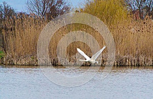 Swan in flight