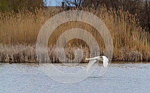 Swan in flight