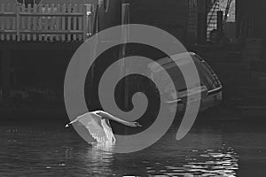 Swan in-flight on a misty morning, river Thames