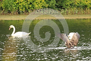 swan floating along, one goose coming in for landing with wings still stretched, Auburn, ma