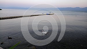 Swan floating in the lake . bursa - turkey