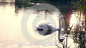 Swan floating in the lake at sunset