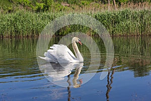 Swan floating in the river of Ukraine.