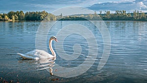 a swan floating in the water near some trees and grass