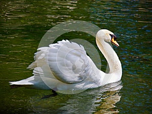 Swan floating on the waterin Vorontsovsky park