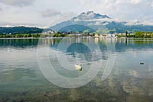 Swan floats on the lake in front of mountains and a distant village, Lucern, Switzerland