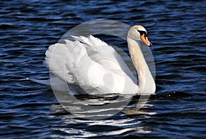 The swan floats on a reservoir