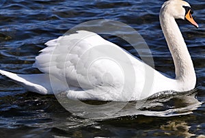 The swan floats on a reservoir