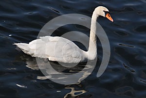 The swan floats on a reservoir