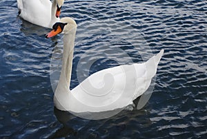 The swan floats on a reservoir