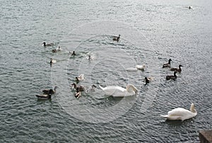 The swan floats on a reservoir