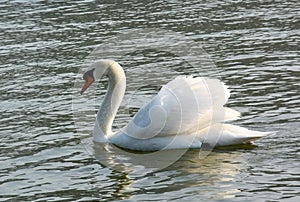 The swan floats on a reservoir