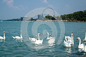 Swan flock on the Balaton lake in Siofok with Ferris wheel in th