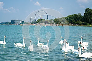 Swan flock on the Balaton lake in Siofok with Ferris wheel in th