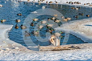 A swan and a flock of ducks swim in ice-water on a frozen lake