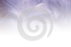 Swan Fluffly Feathers on White Gradient. Feathers Background with a White Space.