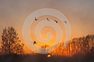 Swan fly mist winter sunset