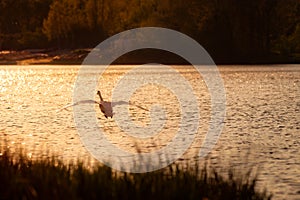 Swan Flying Over Lake at Sunset